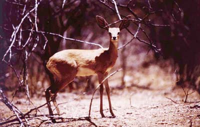 Animal, in german called 'Steinböckchen'