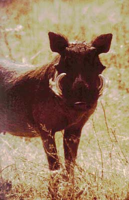 Animal, in german called 'Warzenschwein'